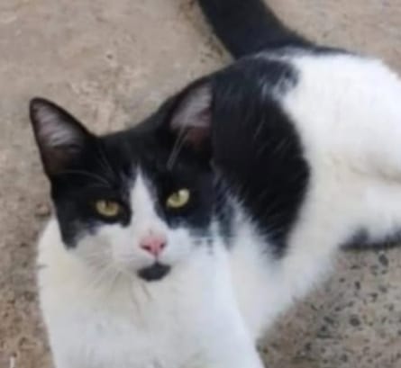  Família procura por Nano, felino manso e dócil